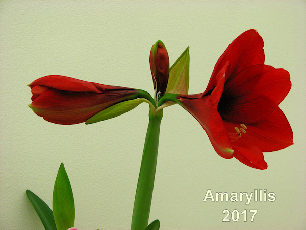 forcing Amaryllis indoors for winter colour