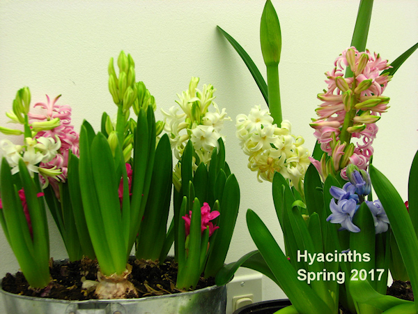Forcing Hyacinths bulbs for winter colour