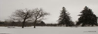 Park covered in Snow