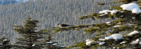 Winter bird in Canada