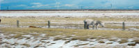 White horse in BC  Canada