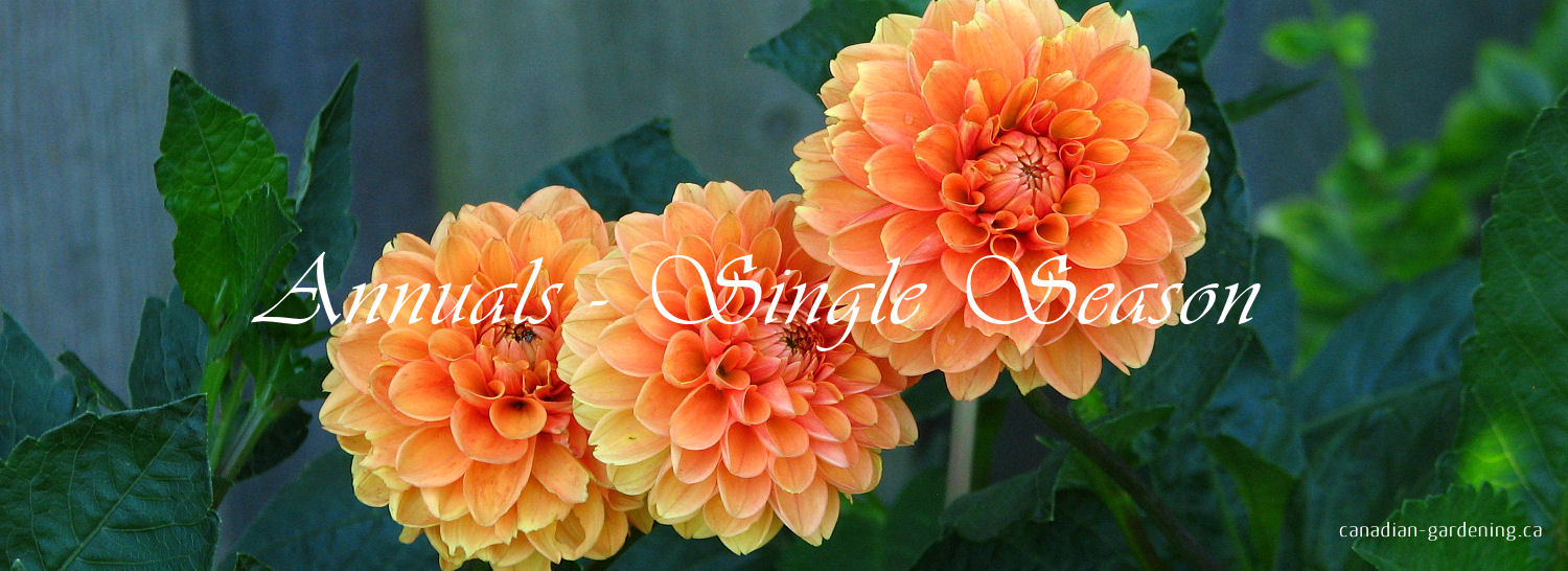 Colourful annual flowers in garden