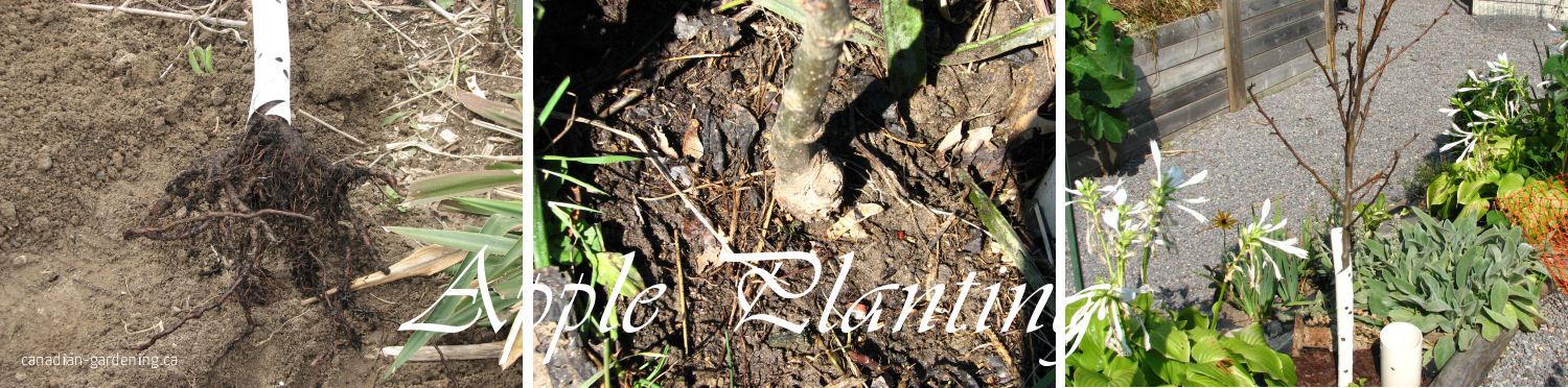 Apple tree planting