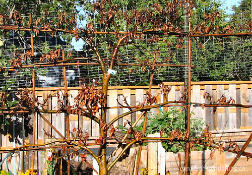 Apple tree showing signs of disease