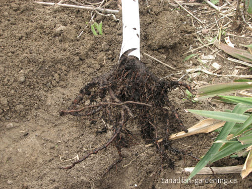 Dormant apple tree ready for planting