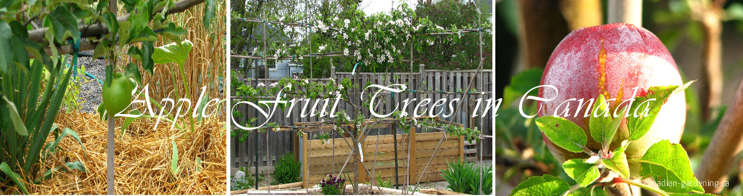 Apple trees growing in a Canadian orchard