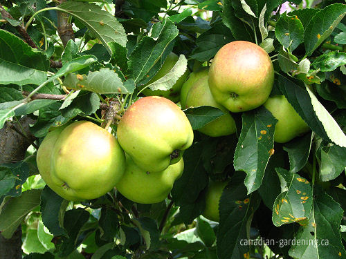 Insect damage on apple tree leaves
