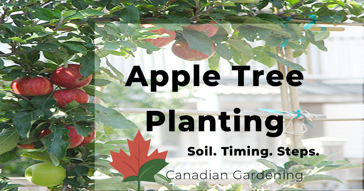 Apple Tree Planting Guide | Canadian Gardening