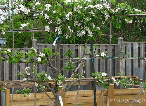Pruning apple tree in early spring