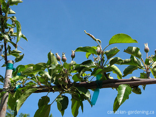 Apple tree growing in a Canadian garden