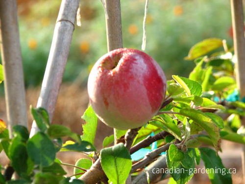 apple trees canada