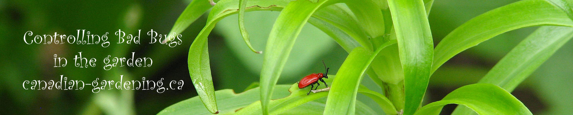 controlling bad bugs in the garden