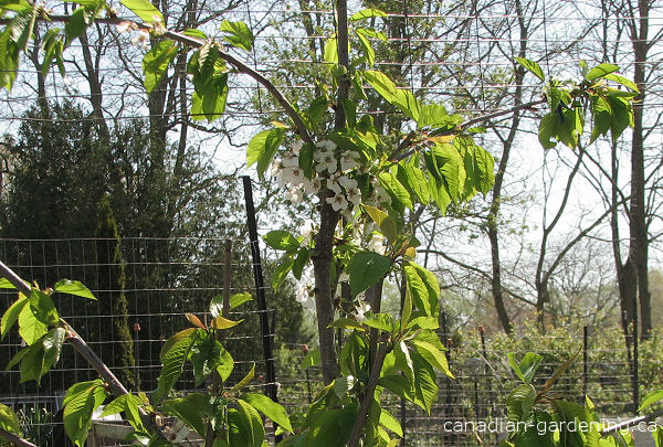 Bing Chery Tree Growing in Canada