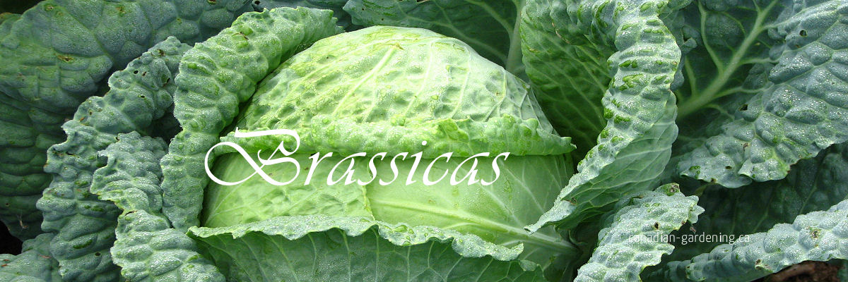 Watercolour of broccoli, cabbage, kale, and Brussels sprouts