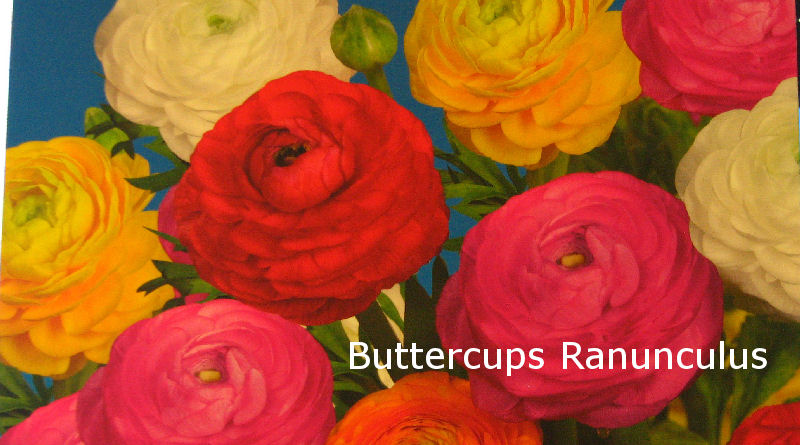 buttercups Ranunculus Flowers in bloom