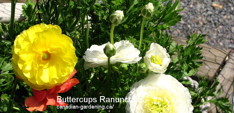 buttercups Ranunculus Flowers in bloom