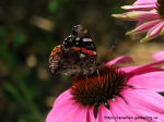butterfly-painted-lady-pink-echinacea-thumb