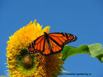 butterfly-sunflower-wings-open-thumb 