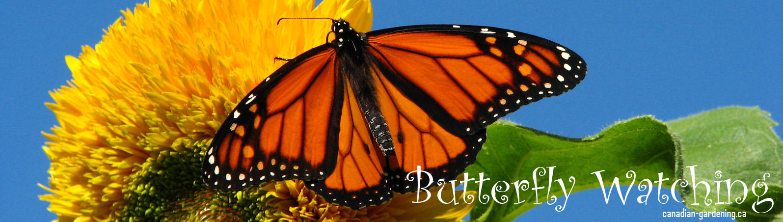 Canadian Gardening - butterfly watching 