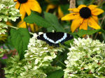 butterfly-white-admiral-hydrangea-thumb.jpg