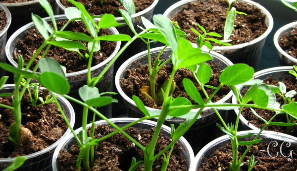 how to start seedlings indoors