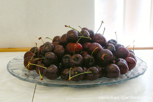 Bing  Cherries from Kelowna B.C.
loading=