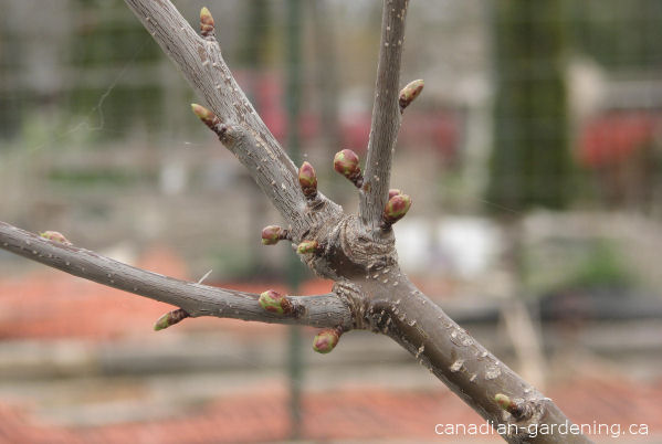 Cherry tree  buds in spring