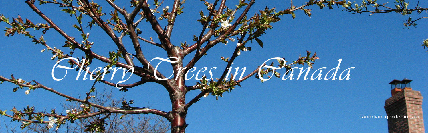 Cherry tree growing in a Canadian garden