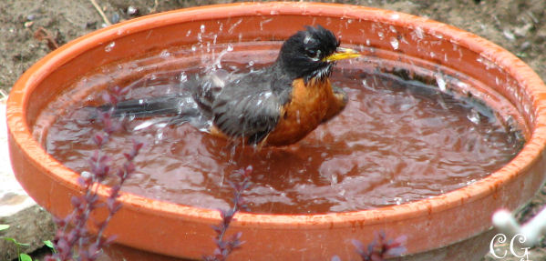 cleaning bird houses, feeders, baths and maintenance