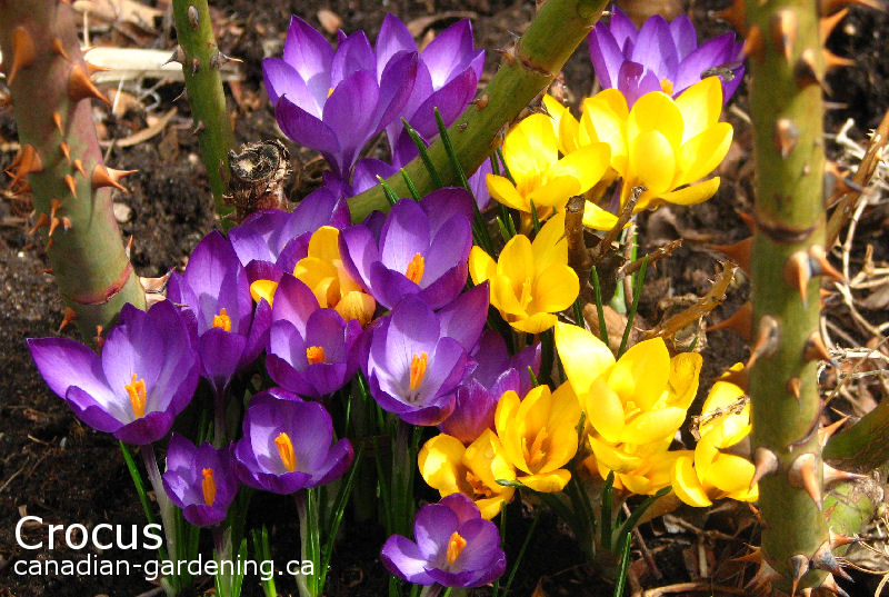 crocus photo gallery pages