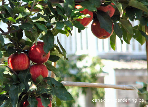 harvesting apples