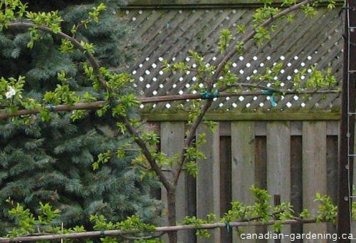 Identifying branches to prune on apple tree