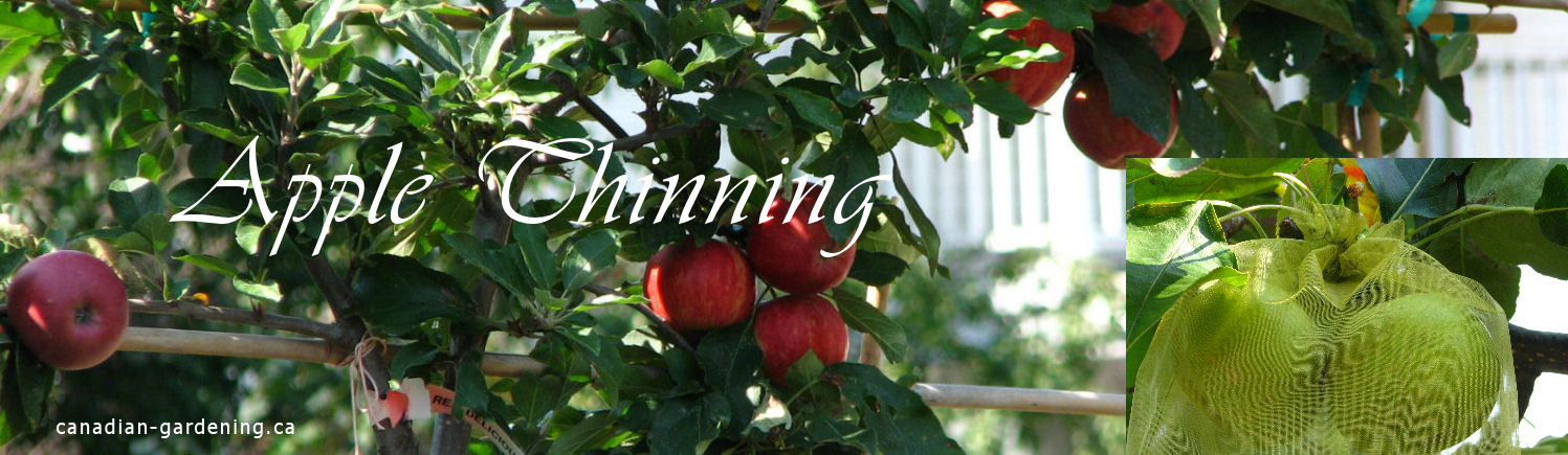 Apple tree with developing fruit in a backyard orchard