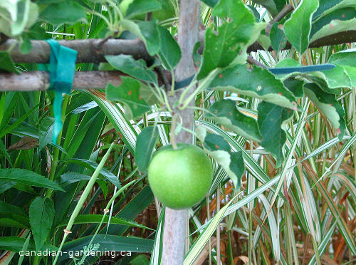 Apple tree structure and branching