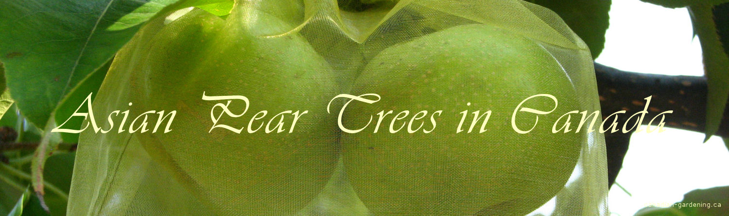 Asian Pear tree planting