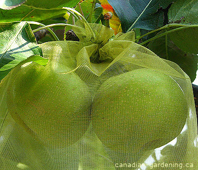 Asian pear tree  fruit in summer