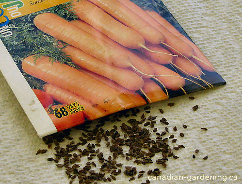 Carrots early growth
