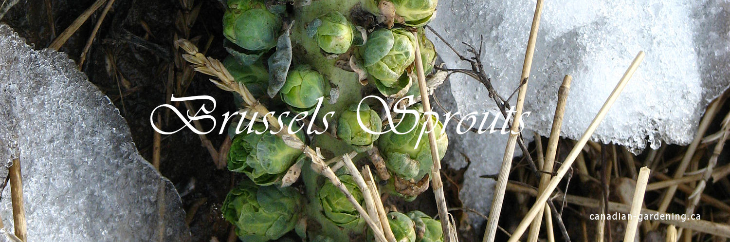 Brussels sprouts growing on a tall stalk in a Canadian garden