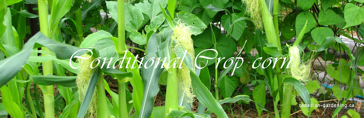 Corn growing in a Canadian field during summer