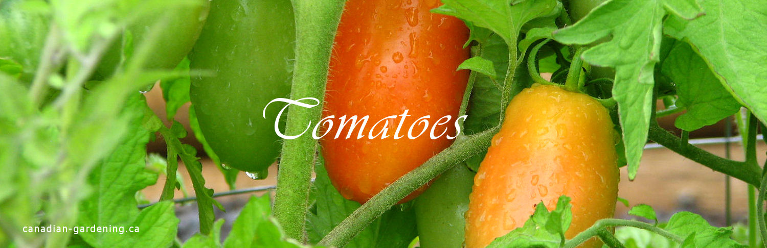 Tomato plants producing fruit in a Canadian garden