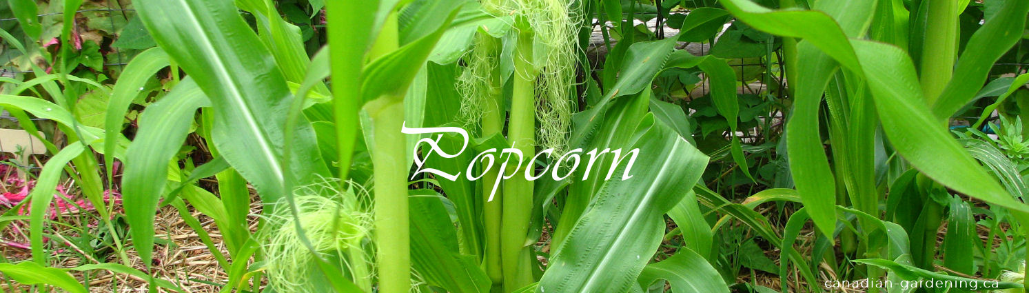 Popcorn corn plant drying in field before harvest
