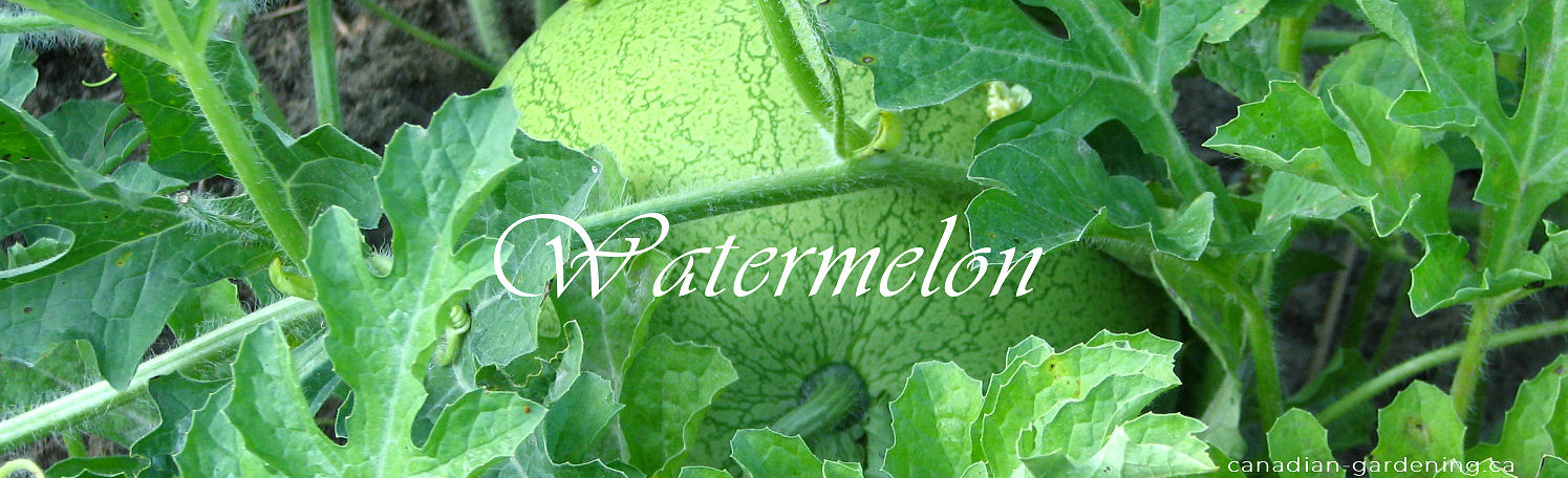 Watermelon growing on vine in warm garden conditions