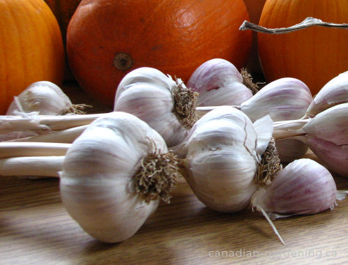 Garlic harvest