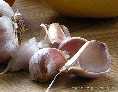 Garlic early growth