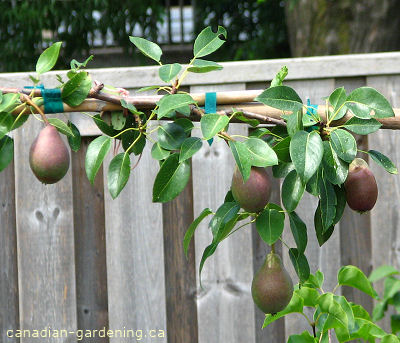 Pear tree growing in Canada during summer