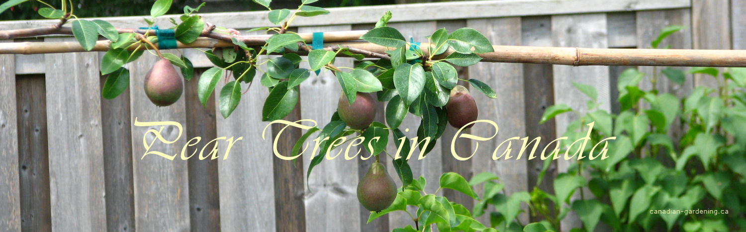  Pear tree planting Canada