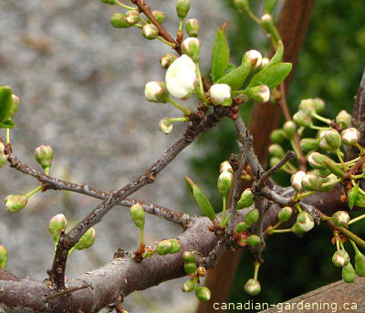plum tree with fruit in summer