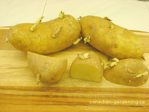 Potatoes early growth