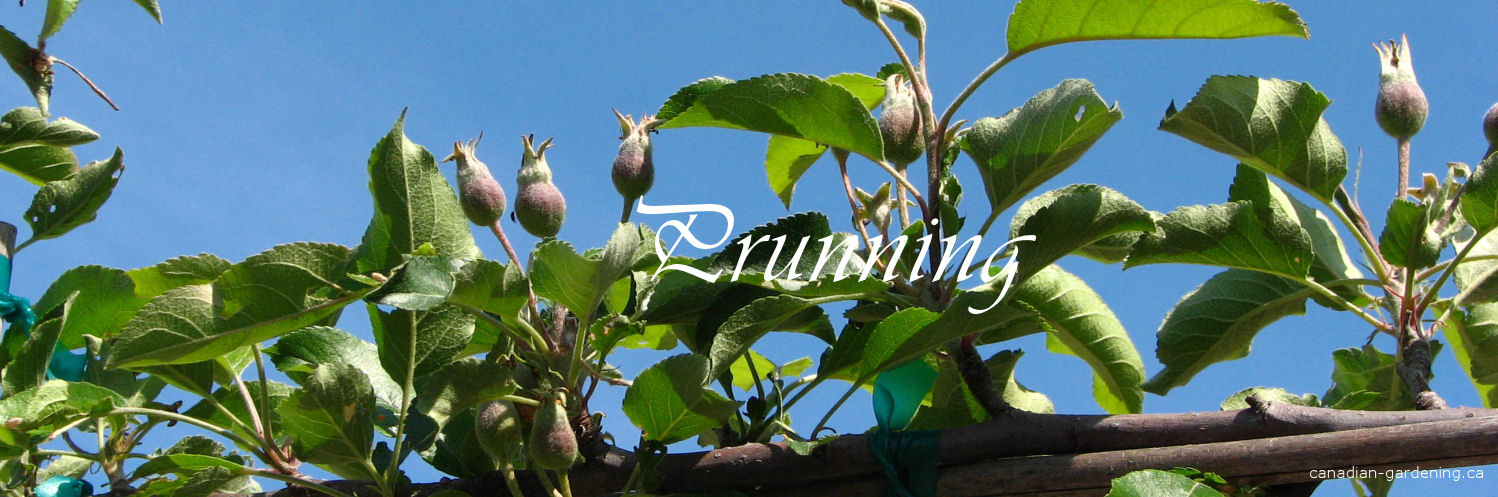 Apple tree pruning in a Canadian backyard