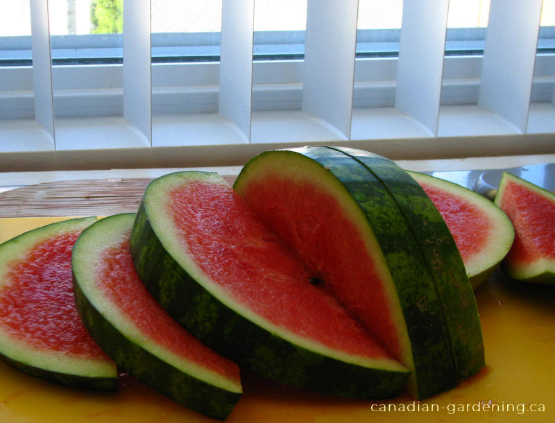 Large slice of ripe watermelon